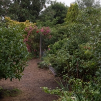 January 2020 HGSB Friendship Garden at Clive West, Berrima