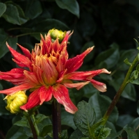 January 2020 HGSB Friendship Garden at Clive West, Berrima