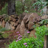 January 2020 HGSB Friendship Garden at Clive West, Berrima