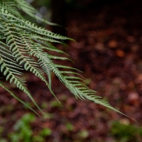 January 2020 HGSB Friendship Garden at Clive West, Berrima
