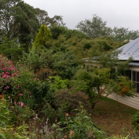 January 2020 HGSB Friendship Garden at Clive West, Berrima
