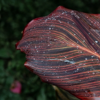 January 2020 HGSB Friendship Garden at Clive West, Berrima
