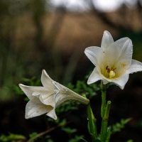 January 2020 HGSB Friendship Garden at Clive West, Berrima