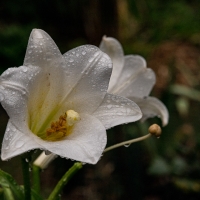 January 2020 HGSB Friendship Garden at Clive West, Berrima