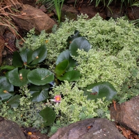 January 2020 HGSB Friendship Garden at Clive West, Berrima