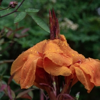 January 2020 HGSB Friendship Garden at Clive West, Berrima