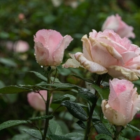 January 2020 HGSB Friendship Garden at Clive West, Berrima