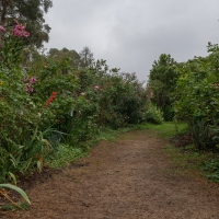 January 2020 HGSB Friendship Garden at Clive West, Berrima