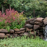 January 2020 HGSB Friendship Garden at Clive West, Berrima