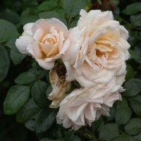 January 2020 HGSB Friendship Garden at Clive West, Berrima