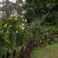 January 2020 HGSB Friendship Garden at Clive West, Berrima
