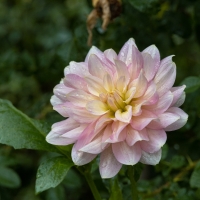 January 2020 HGSB Friendship Garden at Clive West, Berrima