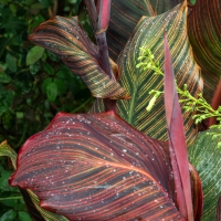 January 2020 HGSB Friendship Garden at Clive West, Berrima