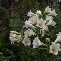 January 2020 HGSB Friendship Garden at Clive West, Berrima