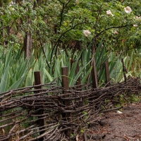 January 2020 HGSB Friendship Garden at Clive West, Berrima